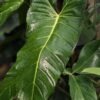 Philodendron Bernardopazii Plant
