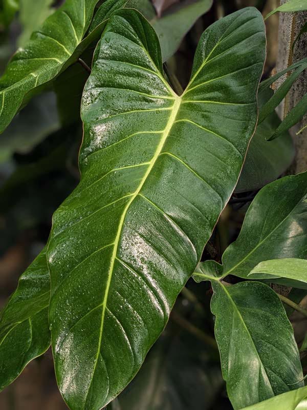Philodendron Bernardopazii Plant