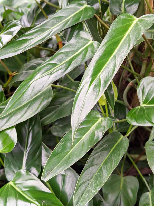 Philodendron Bernardopazii Plant - Image 7