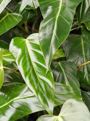 Alternative view of Philodendron Bernardopazii Plant