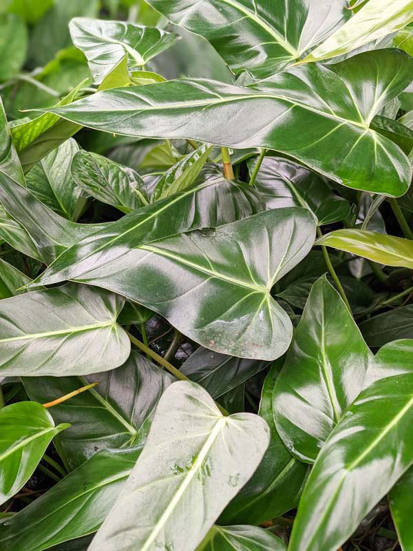 Philodendron Bernardopazii Plant - Image 5