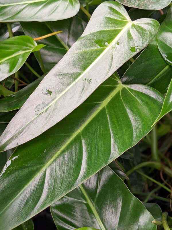 Philodendron Bernardopazii Plant - Image 6