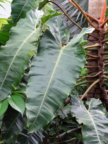 Alternative view of Lg. Philodendron Billietiae Croat Plant
