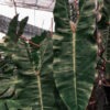 Lg. Philodendron Billietiae Croat Plant