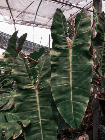Lg. Philodendron Billietiae Croat Plant