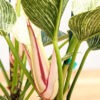 Checkout Special, Philodendron Jade Zebra, limit 1