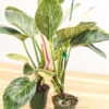 Philodendron Jade Zebra Plant (p. berkin)
