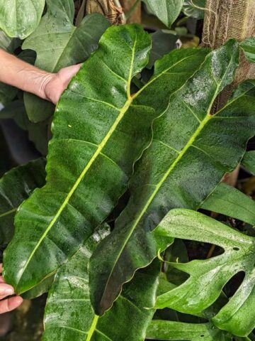 Philodendron Billietiae X Atabapoense Plant
