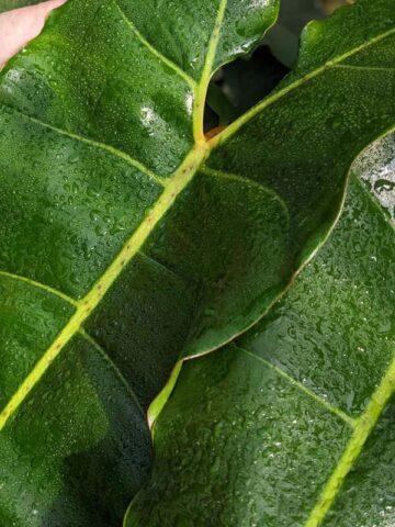 Alternative view of Philodendron Billietiae X Atabapoense Plant