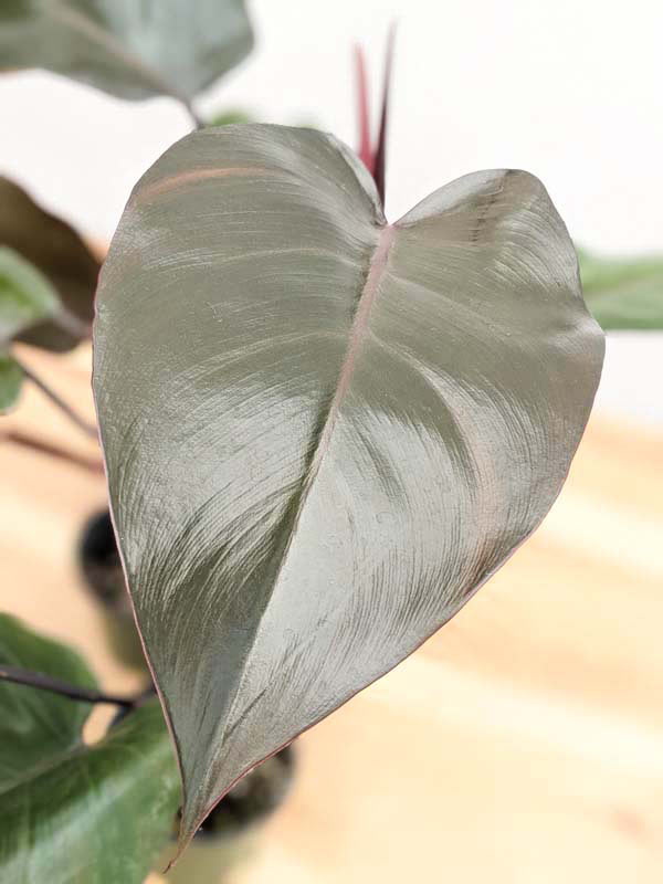 Philodendron Bloody Mary Plant - Image 7