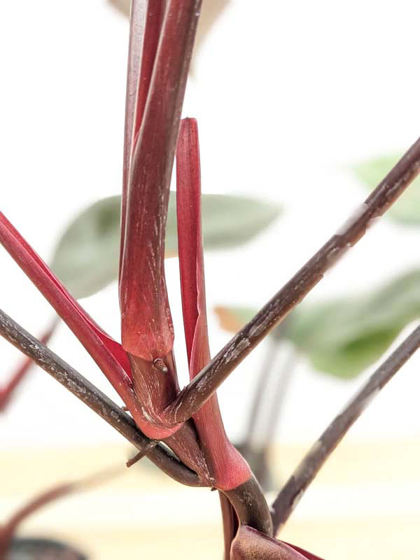 Philodendron Bloody Mary Plant - Image 8