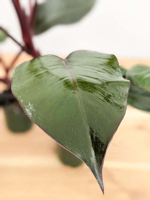 Philodendron Bloody Mary Plant - Image 5