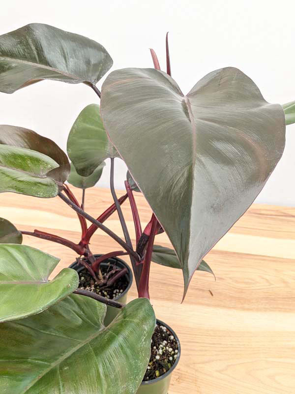 Philodendron Bloody Mary Plant - Image 6