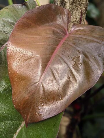 Philodendron Bloody Mary Plant