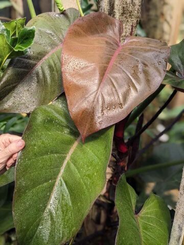 Alternative view of Philodendron Bloody Mary Plant