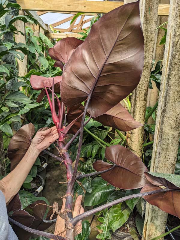 Philodendron Bloody Mary Plant - Image 4