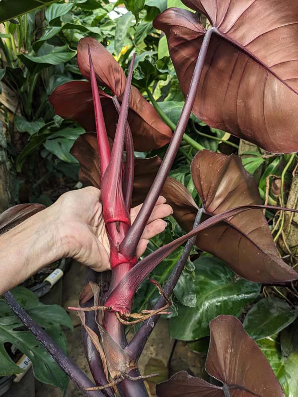 Philodendron Bloody Mary Plant - Image 3