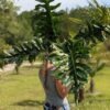 Lg. Philodendron Bob Cee Plant