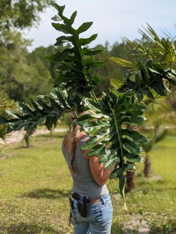 Lg. Philodendron Bob Cee Plant