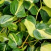 Philodendron Brasil Plant (best indoors)