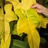 Philodendron Bipennifolium Aurea Plant