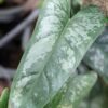 Philodendron Brevispathum Silver Splash Plant