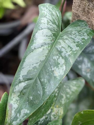 Alternative view of Philodendron Brevispathum Silver Splash Peru Maroon Plant