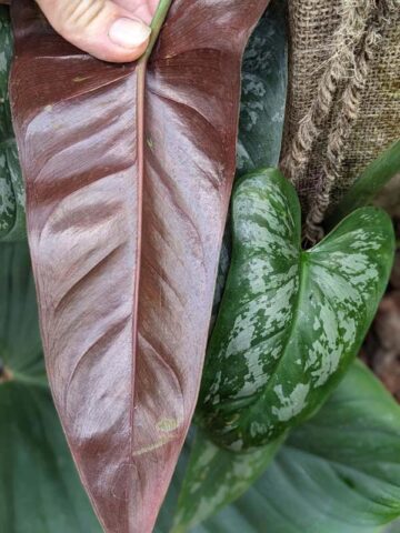 Philodendron Brevispathum Silver Splash Peru Maroon Plant
