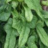 Philodendron Bipennifolium Splash Plant