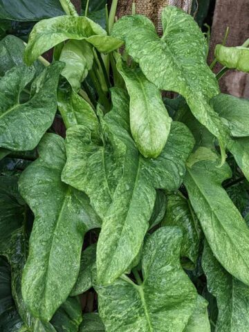 Philodendron Bipennifolium Splash Plant