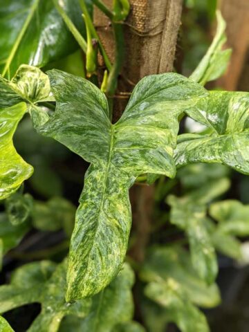 Alternative view of Philodendron Bipennifolium Splash Plant