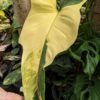 Philodendron Bipennifolium Aurea Variegata Plant