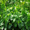 Top Seller Philodendron Burle Marx Plant