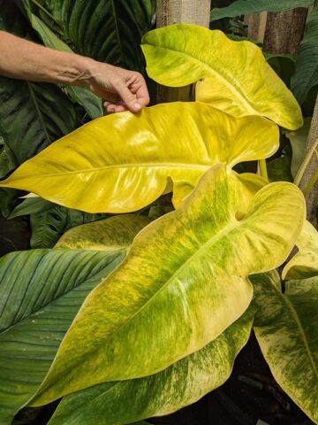 Philodendron Calkins Gold Plant