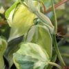 Philodendron Cream Splash Plant (best indoors)