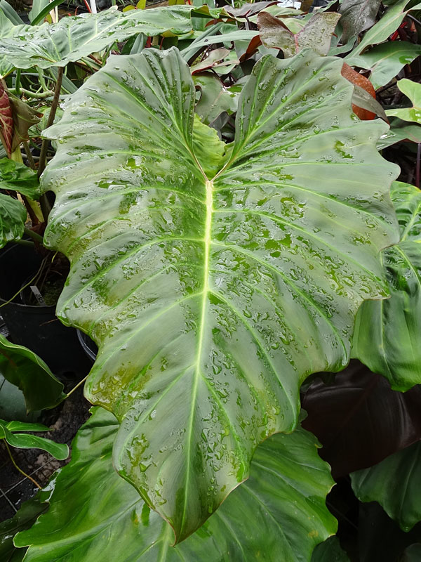 Philodendron Corsinianum Giant Plant - Image 4