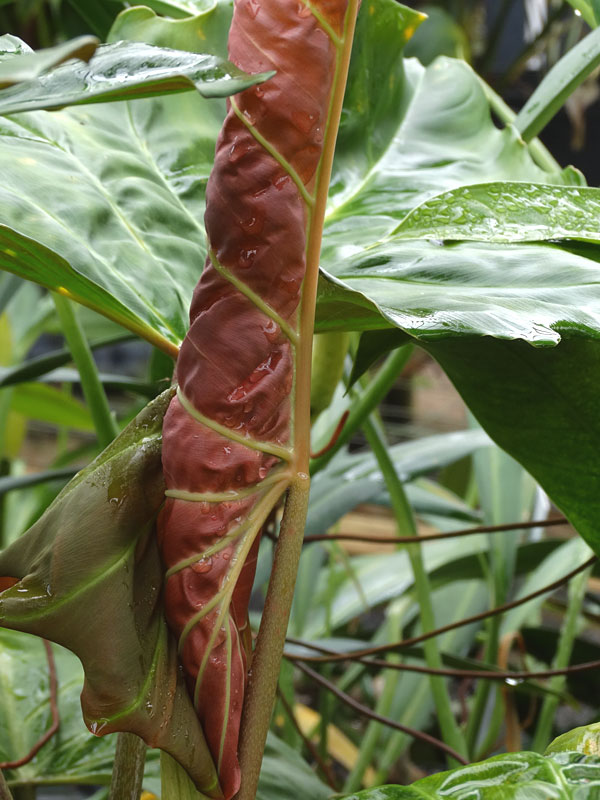 Philodendron Corsinianum Giant Plant - Image 5