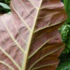 Lg. Philodendron Corsinianum Giant Plant