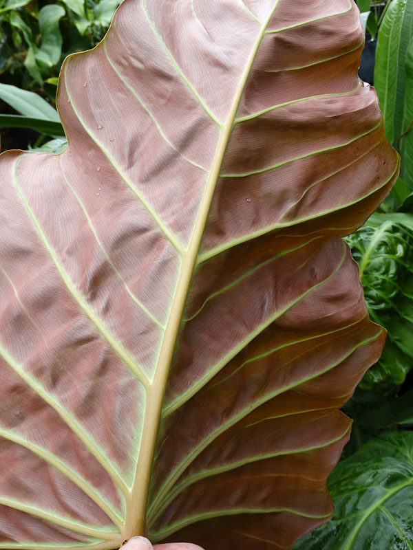 Philodendron Corsinianum Giant Plant - Image 6