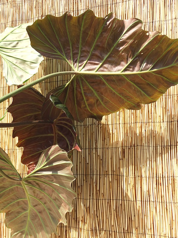 Philodendron Corsinianum Giant Plant - Image 3