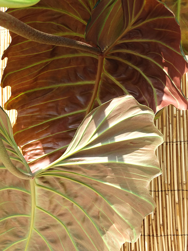 Philodendron Corsinianum Giant Plant - Image 2