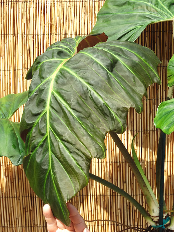 Philodendron Corsinianum Giant Plant