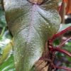 Philodendron Dark Lord Plant