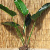 XL Philodendron Davidsonii Plant