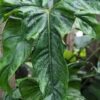 Philodendron Delsinkii Plant