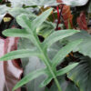 Philodendron Distantilobum Plant