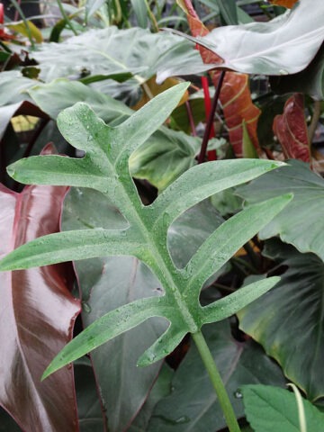 Philodendron Distantilobum Plant