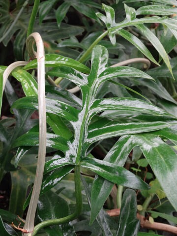 Alternative view of Philodendron Distantilobum Plant