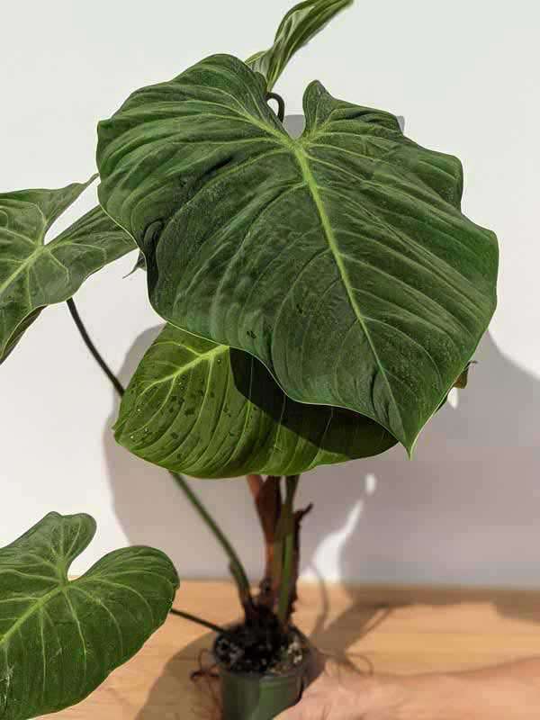 Lg. Philodendron El Choco Red Plant - Image 3