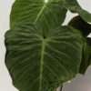 Philodendron El Choco Red Plant